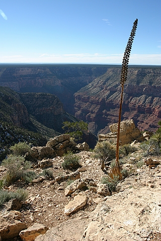 Grand Canyon